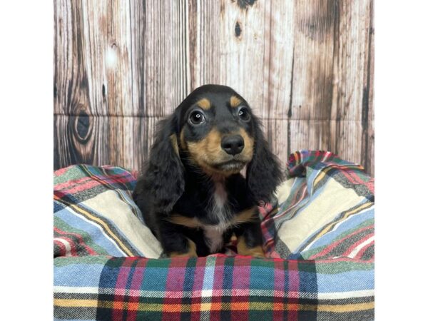 Dachshund DOG Male Black / Tan 17432 Petland Fairfield, Ohio