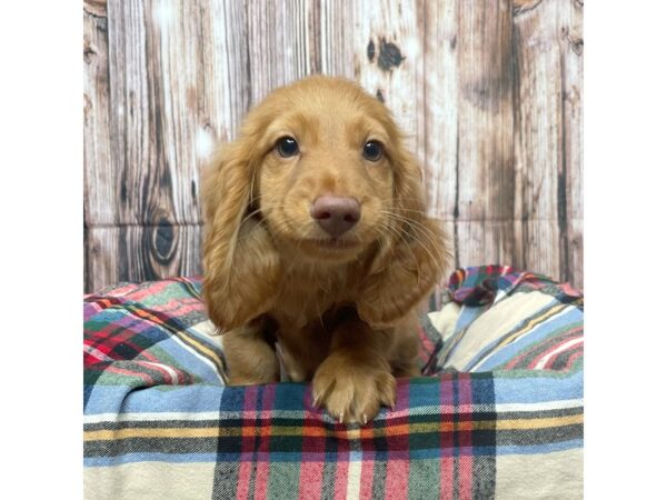 Dachshund DOG Male Red 17431 Petland Fairfield, Ohio