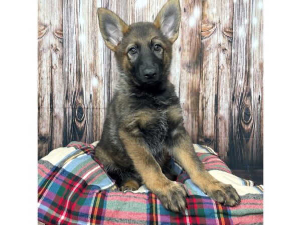 German Shepherd Dog DOG Female Sable 17448 Petland Fairfield, Ohio