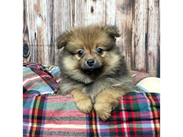 Pomeranian DOG Female Red Sable 17447 Petland Fairfield, Ohio