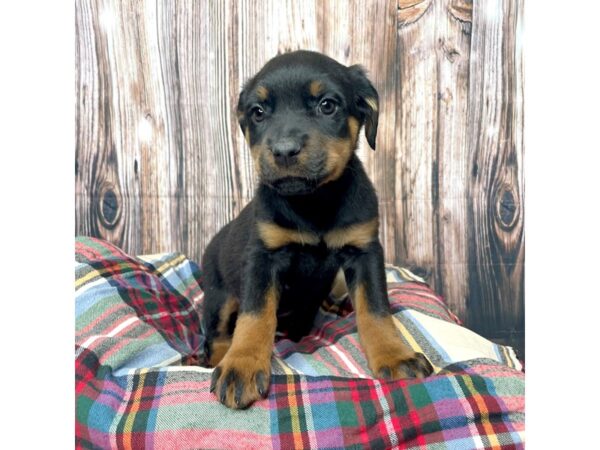 Rottweiler DOG Female Black / Mahogany 17446 Petland Fairfield, Ohio