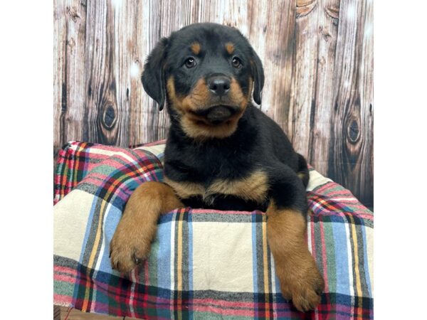 Rottweiler DOG Female Black / Tan 17463 Petland Fairfield, Ohio