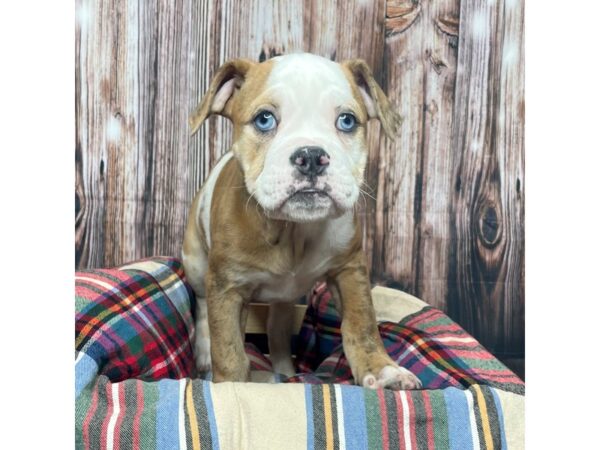 Olde Bulldog-DOG-Female-Fawn / Brindle-17462-Petland Fairfield, Ohio