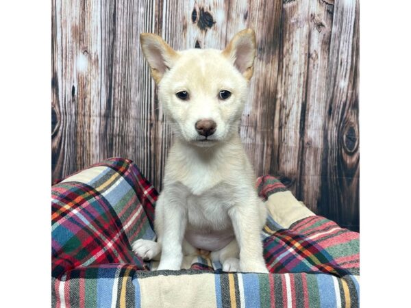 Shiba Inu DOG Female Cream 17461 Petland Fairfield, Ohio