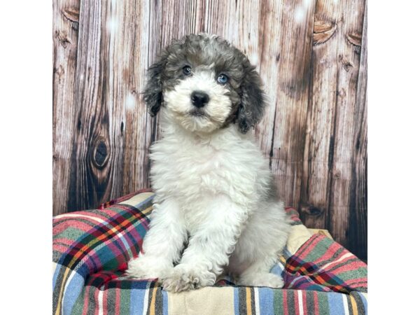 Mini Bernadoodle 2nd Gen-DOG-Female-Blue Merle-17458-Petland Fairfield, Ohio