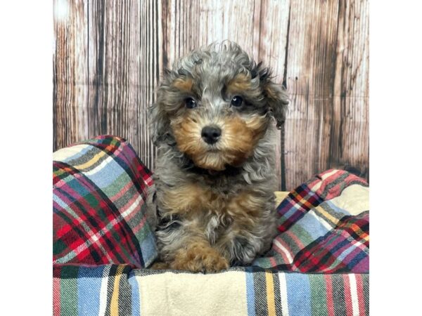 Poodle Mini-DOG-Male-Blue Merle-17457-Petland Fairfield, Ohio