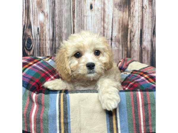 Cavachon DOG Female Apricot 17456 Petland Fairfield, Ohio