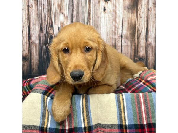 Golden Retriever DOG Female Golden 17455 Petland Fairfield, Ohio