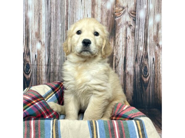 Golden Retriever DOG Female Golden 17454 Petland Fairfield, Ohio