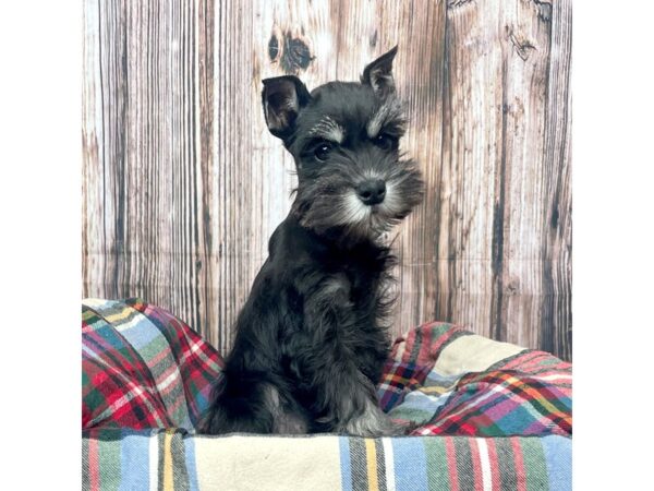 Miniature Schnauzer DOG Female Black / Silver 17451 Petland Fairfield, Ohio