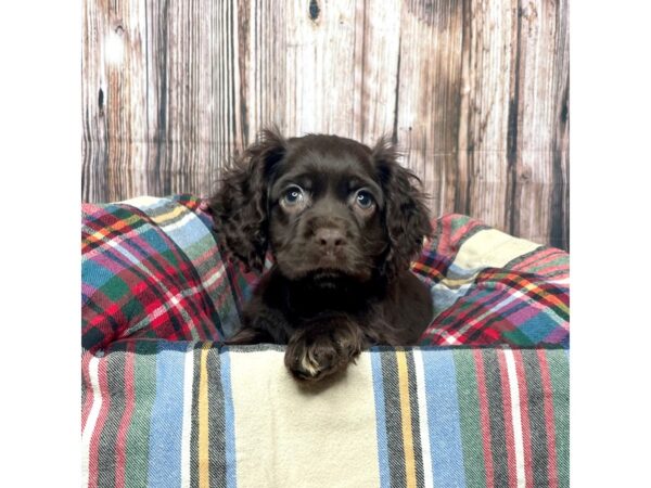 Cocker Spaniel DOG Female Chocolate 17450 Petland Fairfield, Ohio