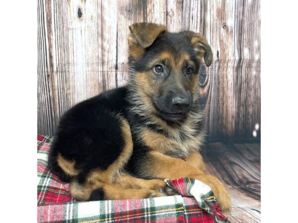 German Shepherd Dog DOG Male Black / Red 17481 Petland Fairfield, Ohio