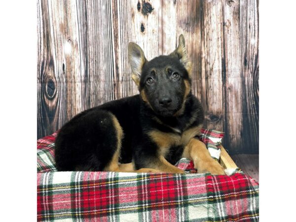 German Shepherd Dog DOG Female Black / Tan 17480 Petland Fairfield, Ohio