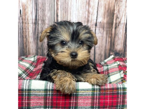 Yorkshire Terrier DOG Male Black / Tan 17479 Petland Fairfield, Ohio