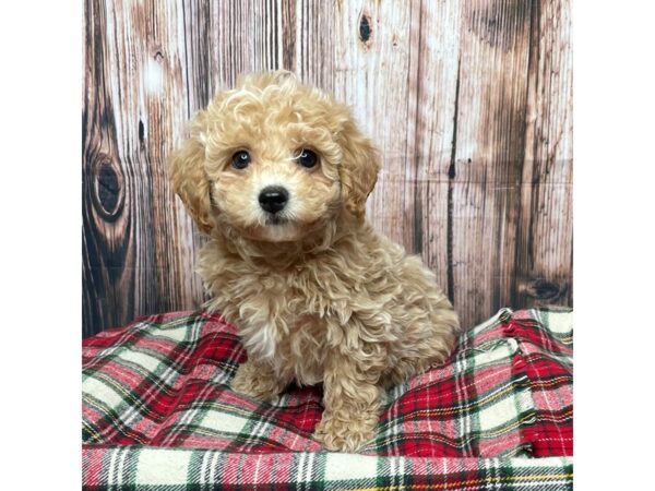 Bichapoo DOG Male Apricot 17478 Petland Fairfield, Ohio