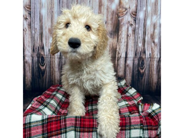 Goldendoodle DOG Male Apricot 17477 Petland Fairfield, Ohio