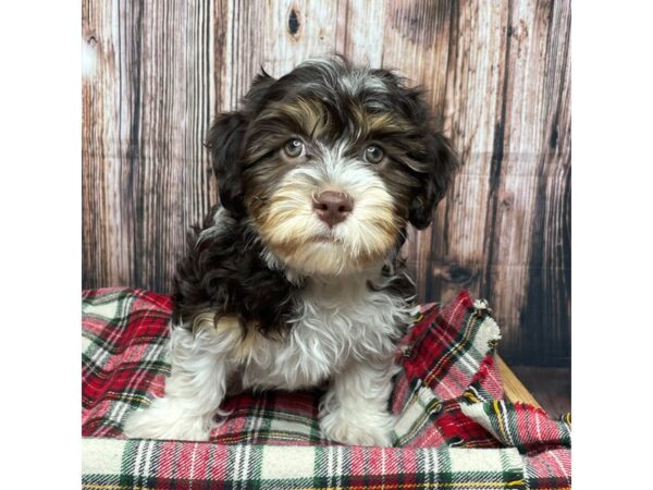 Havanese DOG Male Chocolate White Tan 17476 Petland Fairfield, Ohio