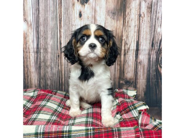 Cavalier King Charles Spaniel DOG Male Black Tri 17475 Petland Fairfield, Ohio