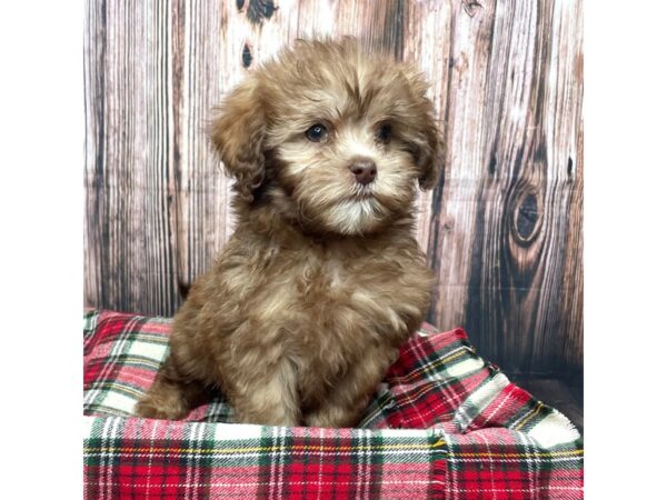 Shihpoo-DOG-Male--17474-Petland Fairfield, Ohio