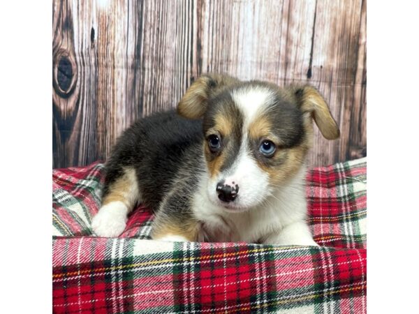 Pembroke Welsh Corgi DOG Male Tri-Colored 17473 Petland Fairfield, Ohio