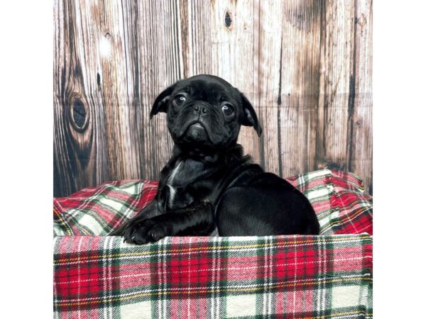 Bugg-DOG-Female-Brindle-17472-Petland Fairfield, Ohio