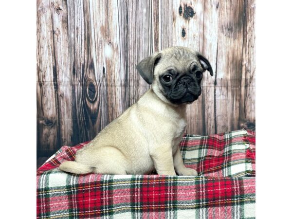 Pug DOG Male Fawn 17471 Petland Fairfield, Ohio