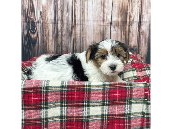 Yorkshire Terrier DOG Male Black / Tan 17470 Petland Fairfield, Ohio