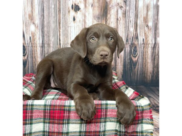 Labrador Retriever DOG Female Chocolate 17469 Petland Fairfield, Ohio