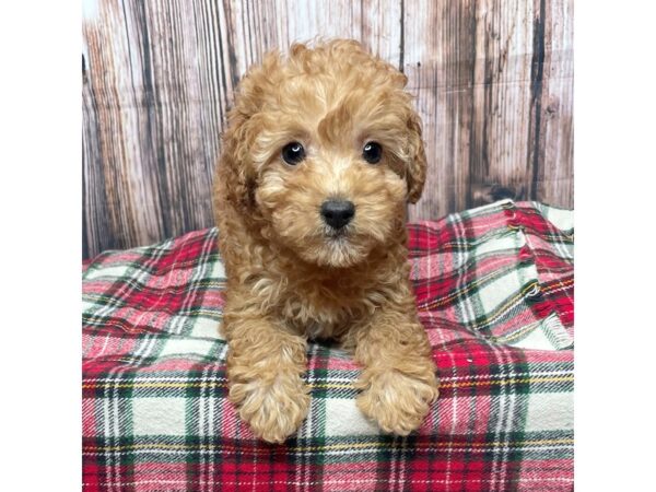 Cavapoo DOG Female 17468 Petland Fairfield, Ohio