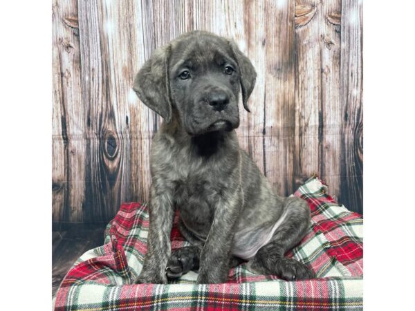 English Mastiff-DOG-Female--17467-Petland Fairfield, Ohio