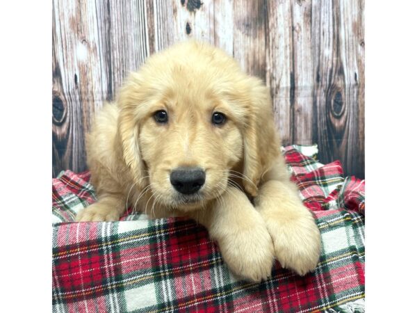 Golden Retriever DOG Male Golden 17466 Petland Fairfield, Ohio