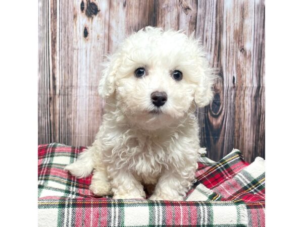 Bichapoo DOG Male White 17465 Petland Fairfield, Ohio