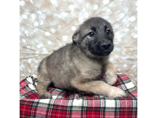 Norwegian Elkhound DOG Female Black / Tan 17485 Petland Fairfield, Ohio