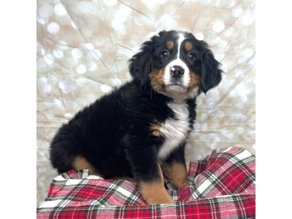 Bernese Mountain Dog DOG Female Black White / Tan 17484 Petland Fairfield, Ohio