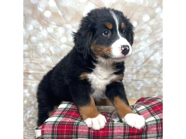 Bernese Mountain Dog DOG Male Black White / Tan 17483 Petland Fairfield, Ohio