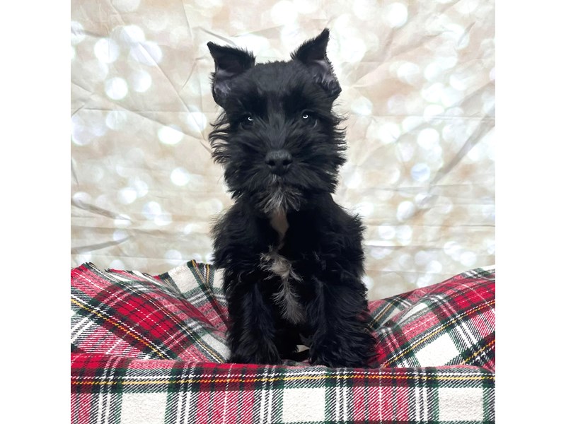 Miniature Schnauzer Puppy Black ID:17482 Located at Petland