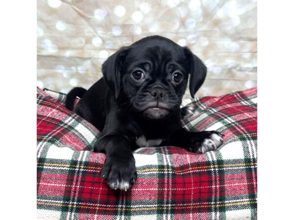 Puggle-DOG-Female-Black-17481-Petland Fairfield, Ohio