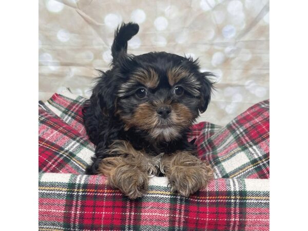 Shorkie DOG Male Black / Tan 17486 Petland Fairfield, Ohio