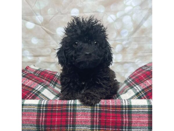 Maltipoo DOG Female Black 17487 Petland Fairfield, Ohio