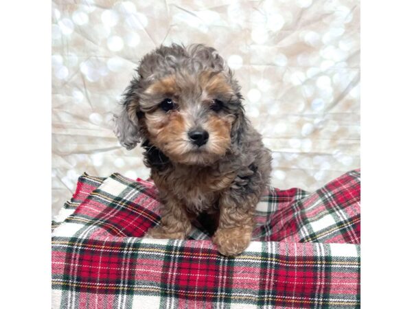 Miniature Poodle-DOG-Female-red merle-17498-Petland Fairfield, Ohio