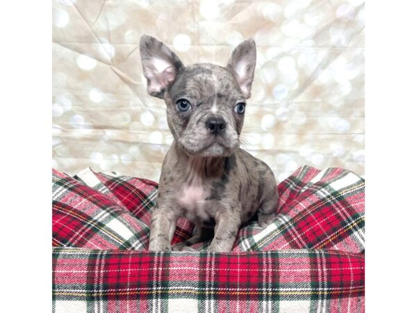 Frenchton-DOG-Male-Blue merle-17497-Petland Fairfield, Ohio