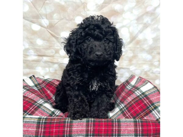 Mini Labradoodle-DOG-Male-Black-17496-Petland Fairfield, Ohio