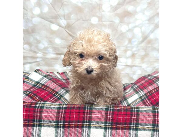 Poodle DOG Female Cream 17493 Petland Fairfield, Ohio