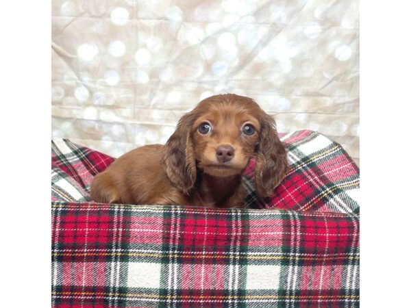 Dachshund DOG Female Red 17492 Petland Fairfield, Ohio