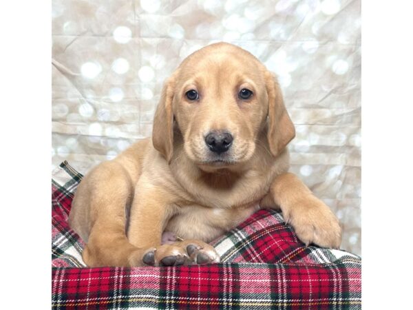 Labrador Retriever DOG Male Yellow 17491 Petland Fairfield, Ohio