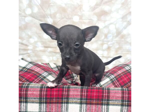 Chihuahua DOG Male Black 17490 Petland Fairfield, Ohio