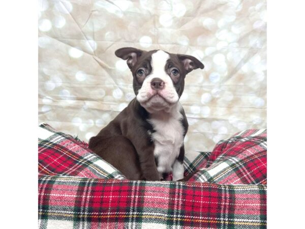 Boston Terrier DOG Female Seal 17489 Petland Fairfield, Ohio