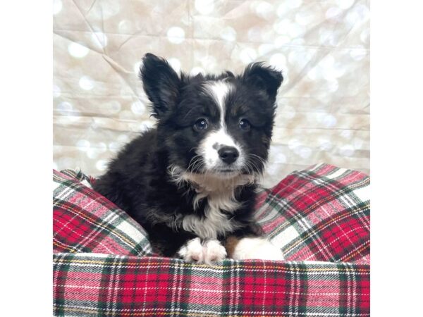 Miniature Australian Shepherd DOG Male Black White / Tan 17488 Petland Fairfield, Ohio