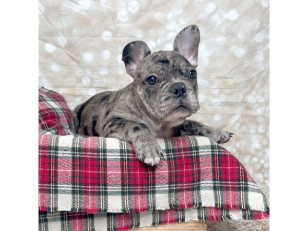 French Bulldog DOG Male Blue Merle 17494 Petland Fairfield, Ohio