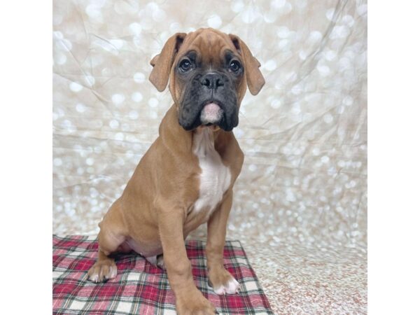 Boxer DOG Male Fawn 17495 Petland Fairfield, Ohio